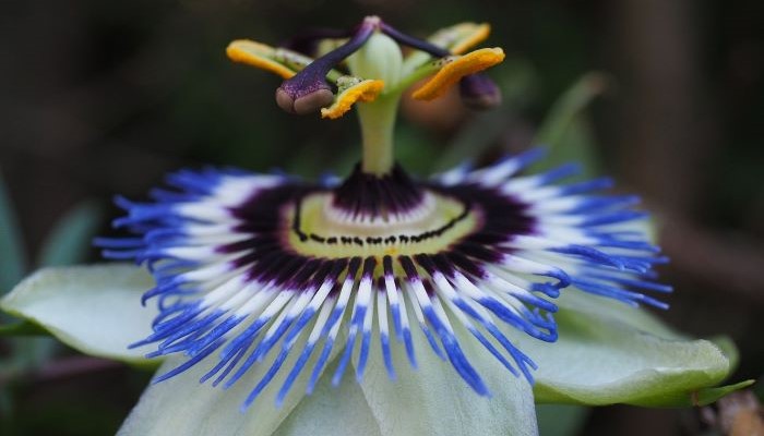 passiflora-caerulea-foto-01