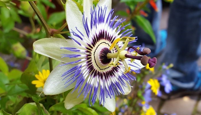 passiflora-caerulea-foto-02