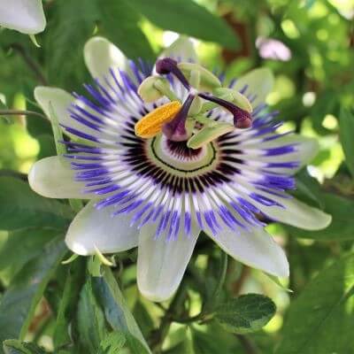 Passiflora caerulea