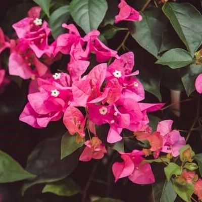 Bougainvillea spp.