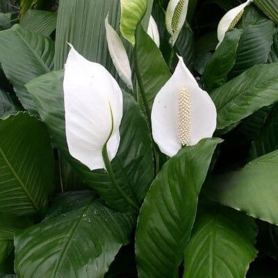 Lirio de la Paz (Spathiphyllum)