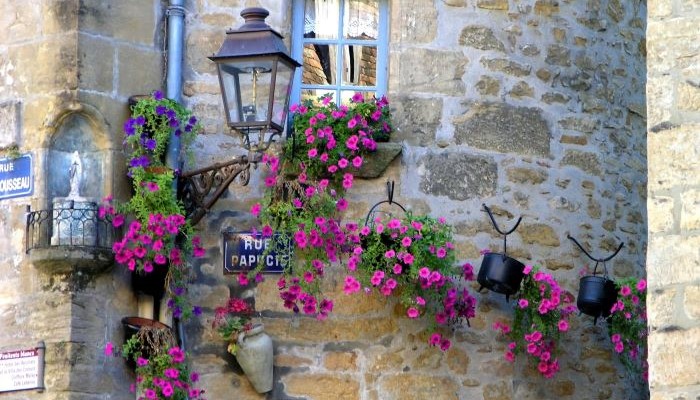 petunias