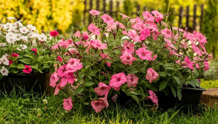 petunias