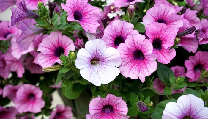 petunias