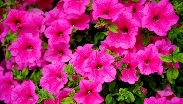 petunias