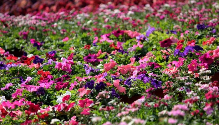 petunias