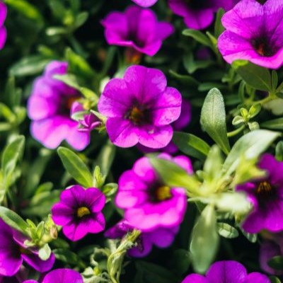 Petunia spp.