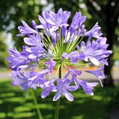 Agapanthus spp.