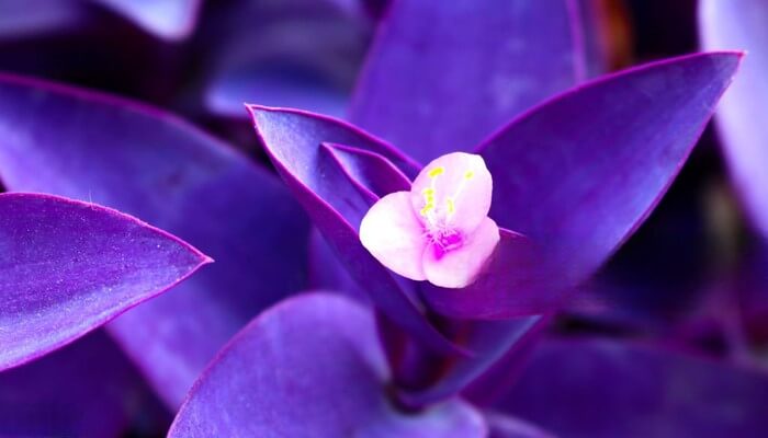 tradescantia-pallida