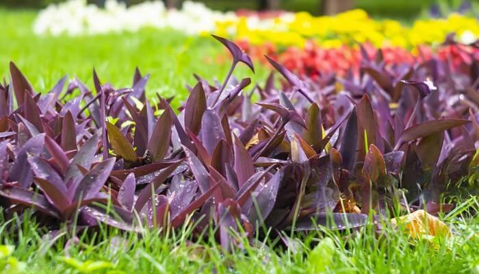 tradescantia-pallida