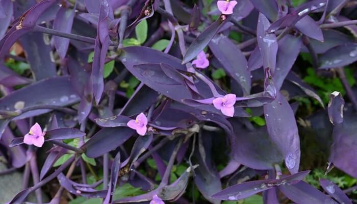 tradescantia-pallida