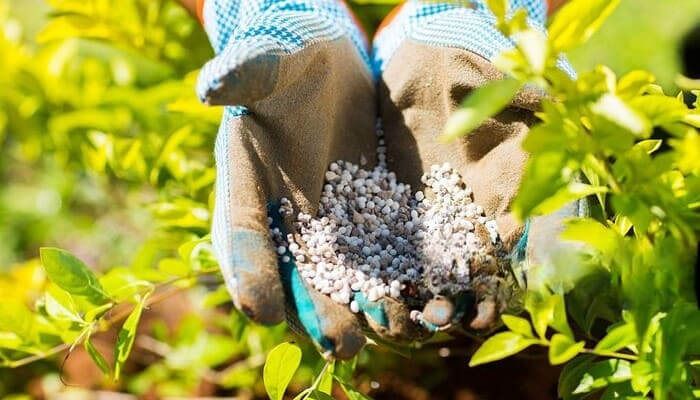 fertilizantes-para-plantas