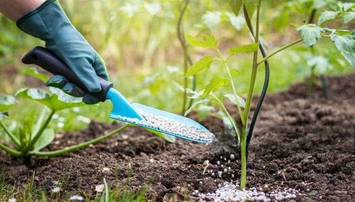 fertilizantes-para-plantas